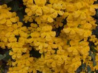 Wynorg Cat's Claw Creeper Live Plant. Young Cat's Claw Creeper in Plastic Grow Bag - Ready for Planting! Lush Leaves and Vibrant Flowers: A Beautiful Fast-Growing Vine with attractive Flowers!