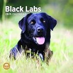 2025 Black Labs Monthly Wall Calendar by Bright Day, 12 x 12 Inch Cute Dog Breed Gift