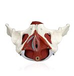 UIGJIOG Anatomical female model Skeletal female basin pattern with removable organs 7 pieces Anatomical pattern with pelvic floor muscles and reproductive organs