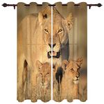 African Savannah Lion Print Curtains,Beast Animal 3D Print Curtain Room Darkening Curtain Blackout Thermal Insulated Drapes Grommet Curtain 2 Panels63 L X 21" Wx2