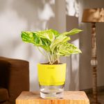 KYARI Money Variegated Indoor Plants for Living Room | Live Plants | Plants with Green Self Watering Pot for Home | Air purifier plants | Plants for Home Decor | Plants for Garden & bedroom