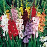 Mixed Gladiolus Flower Bulbs - 10 B