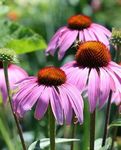 Purple Coneflowers Echinacea (200 Seeds) Perennial Flower Seeds - Non-GMO & Open-Pollinated & Heirloom Canada Flower Seeds - Three Mo Garden