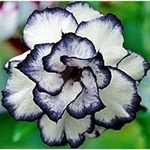 8 Black and White Desert Rose Seeds