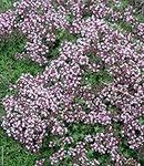 500 Pcs Ground Cover Creeping Thyme (NPY) Seeds-Thymus SERPYLLUM- -Magic Carpet-FL196