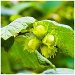 Hazel 'Webb's Prize Cob' Tree Cobnut, 2-3ft in a 2L Pot, Grow Big Tasty Hazelnuts 3fatpigs®