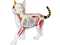 4D Vision Calico Cat Anatomy Model 