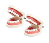 2 -Pack Dental Teeth Model,Standard Teeth Model, Dental Model,Kids Dental Teaching Studying Supplies Adult Standard Typodont Demonstration Standard Size