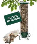 Droll Yankees Squirrel Proof Bird F
