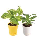 Ugaoo Indoor Air Purifier Plants For Home With Pot - Money Plant Variegated & Peace Lily