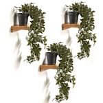 Heart Home Artificial Vine;Pine;Fern;Ivy Plants with Pot|Natural Look & Plastic Material|Easy Home Décor with Small Size Pot|Size 27 X 75 X 7 Cm, Pack of 3 (Green)-Heartxy011607