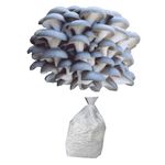 BM Mushrooms Pleurotus Ostreatus Spawn-Seed 200 gm