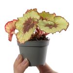 Baby Begonia Escargot Small Patterned Tropical Indoor Houseplant in 6cm Pot | Miniature Plant with Variegated Foliage | for Home and Office | Grow Your Own Baby Plants