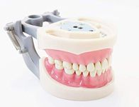 Dental Anatomy Typodont Educational Model 860 with Columbia Removable Teeth