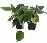 Heart Leaf Philodendron cordatum - 