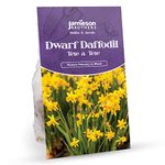 Tete a Tete Daffodil Bulbs 200 Bulb Pack Miniature Dwarf Yellow Colour – Plant in Gardens, Borders & Flowerbeds – Flower Bulbs by Jamieson Brothers