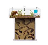 Acrylic Ant Farm Kit Foam in T Mini Shape - Sandwich 14x5x14 cm and Foraging Box - Ant Farm With Live Ants Included (Queen, Workers, Eggs, and Larvae) - Transparent