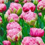 Tulip Bulbs Perennial Flower Bulbs Single Double Tulips Planting for Home Garden Décor Blossom in Early or Late Spring (10 bulbe, Bull's Eye Double Late Peony Tulip)