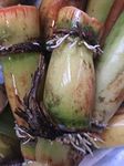 Perennial Sugarcane Root Stock Organic 4 Germinated Healthy Tropical Plants Green/Yellow