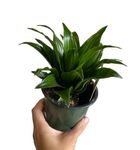 4" Dracaena-Janet Craig-compacta, Dracaena fragrans, A Unique Gift Idea, Elegant Décor, Gift for Any Occasion, Unique Real houseplants, Indoor Plants, Real Plant, Live Plant