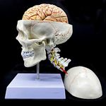 Human Skull with Brain and Cervical Vertebra Anatomical Model Life-Size Anatomy for Science Classroom Study Display Teaching Model