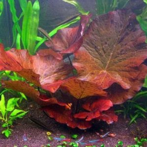 Marcus Fish Tanks - Tiger Lotus Lily Nymphaea Lotus - Live Aquarium Plants - Freshwater Aquatic Plant Buy 2 Get 1