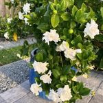 GREENERY NURSERY Fragrant Flower Plant CAPE Jasmine - Gandhraj Double Hybrid Flower Plant Gardenia highly Fragrant Flower Plant (Pack Of 1)