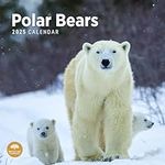 2025 Polar Bears Monthly Wall Calendar by Bright Day, 12 x 12 Inch Cute Nature Photography Gift