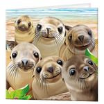 3D LiveLife Greeting Card - Sea Lion Snap from Deluxebase. Lenticular 3D Blank Greeting Cards with Envelopes. Cute Sea Lion All Occasion Greeting Cards featuring Original Artwork by Michael Searle.