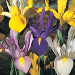 Iris Bulbs Dutch Mixed Beautiful Colourful Flowers Purple, White and Yellow Blooms Perfect for Beds, Borders and Containers Lovely Cut Flower 200 x Iris Bulbs by Thompson and Morgan