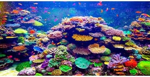 AWERT Undersea Theme Aquarium Background 48x20 inches Vinyl Colorful Coral Tropical Fish Underwater World Fish Tank Background