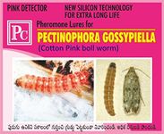 Pheromone Trap and Lure for Pink boll Worm - 50 Sets (Pectinophora gossypiella) (50)