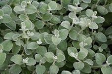 Helichrysum Trailing Silver Hanging Basket/Garden Plug Plants Pack x6
