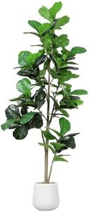 Jocoevol A