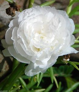 Portulaca 