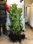 10 Cherry Laurel Hedging 2-3ft Evergreen Plants Bare Root Multi Stem A+ Grade