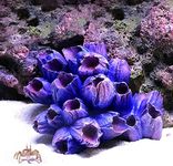 Danmu 1Pc of Polyresin Coral Ornaments, Aquarium Coral Decor for Fish Tank Aquarium Decoration 3 7/10" x 2 9/10" x 1 9/10" (Purple)