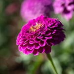 CARIBOU SEED COMPANY | 'Purple Prince' ZINNIA | 30-40 Seeds | Bright Purple Blooms | Attracts Butterflies | Fresh Canadian Seed