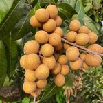 Longan