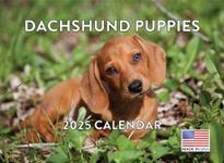 Dachshund 