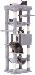 Heybly Cat
