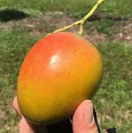 Native Earth Honey Kiss Mango Grafted Plant - Health Fruit Tree Height 3 Feet, Pack of 1 Plant