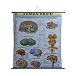 CRAFTWAFT ROLLUP CHART HUMAN BRAIN (WALL HANGING,PIPE MOUNTED)