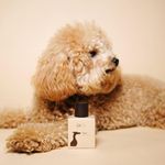 224 TODAY. TOMORROW. FOREVER. Bond Premium Dog Perfume, Eau de Toilette, Long-Lasting 10-12 Hour Freshness, Vet-Safe, Human-Grade Fragrance, 100 ml