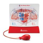 Learning Resources Pumping Heart Model