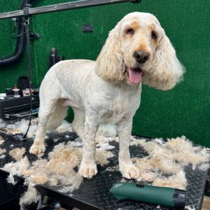 MASTERCLIP Cordless Dog Clipper – Rechargeable Pet Grooming Tool