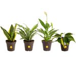 Costa Farms Clean Air - O2 for You Live House Plant Collection, 4-Pack, Includes Peace Lily, Snake Plant, Parlor Palm, Devil's Ivy, 4-Inch Grower Pot