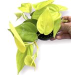 4in Philodendron Neon Cordatum - Heartleaf Philodendron, Neon Pothos, Golden Philodendron, Neon Philodendron, Easy Care Indoor Houseplant, Real Live Plant, Unique Decor Plant