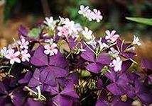 Oxalis Triangularis Bulbs,15 PCS Robust Purple Shamrocks Bulbs,Lucky Lovely Flowers for Perennial Planting Home Garden,Blooms Nearly Year Round