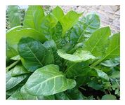 PREMIER SEEDS DIRECT - SPINACH - PERPETUAL - 500 SEEDS